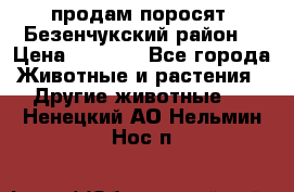 продам поросят .Безенчукский район  › Цена ­ 2 500 - Все города Животные и растения » Другие животные   . Ненецкий АО,Нельмин Нос п.